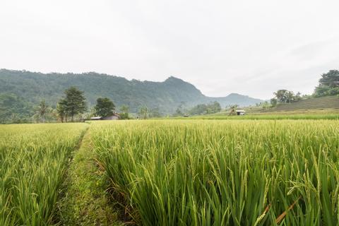 Three Hours of Morning or Afternoon Trekking Indonesia