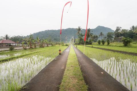 Three Hours of Morning or Afternoon Trekking Indonesia