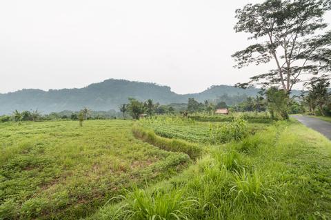Three Hours of Morning or Afternoon Trekking Indonesia