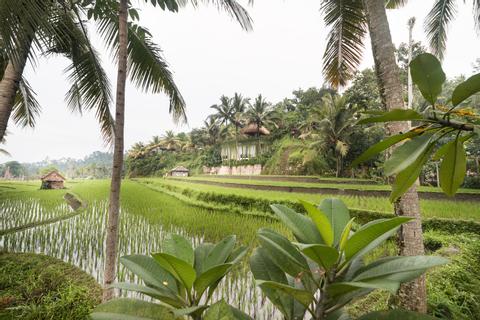 Three Hours of Morning or Afternoon Trekking Indonesia
