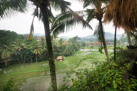 Three Hours of Morning or Afternoon Trekking Indonesia