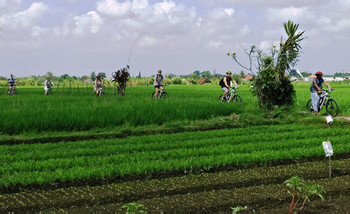 Brahman Blessing & Green Lungs of Bali