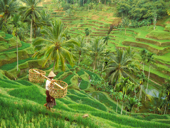 Tegalalang Rice Terraces photo 3