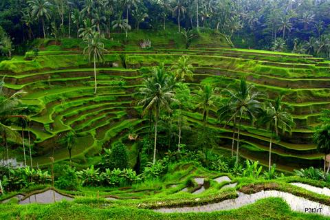 Tegalalang Rice Terraces Indonesia