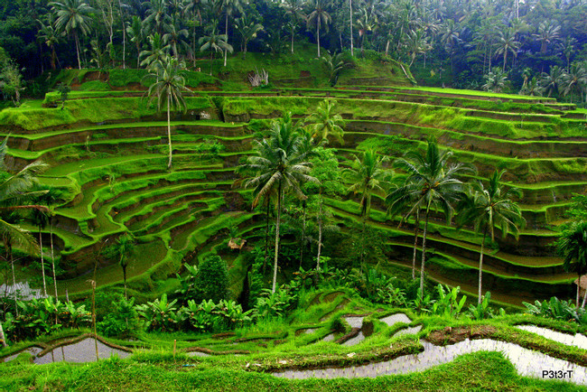 Tegalalang Rice Terraces