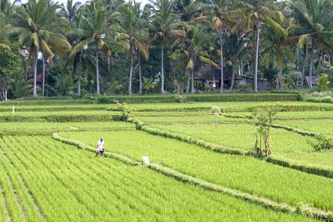 Ubud Indonesia