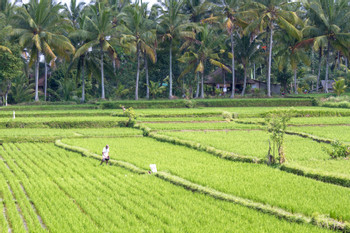Ubud photo 3