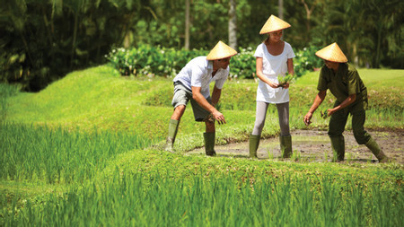 A Day in The Life of a Balinese Farmer photo 2