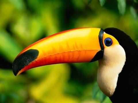 Bali Bird and Reptile Park Indonesia