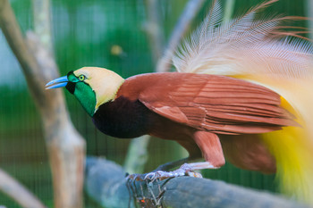 Bali Bird and Reptile Park  photo 2