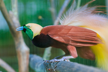 Bali Bird and Reptile Park  photo 2