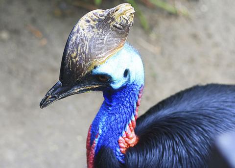 Bali Bird and Reptile Park Indonesia
