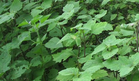 Balinese Herb Class and Nature Walk