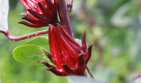 Balinese Herb Class and Nature Walk photo 2