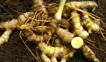 Balinese Herb Class and Nature Walk