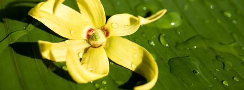 Balinese Herb Class and Nature Walk Indonesia