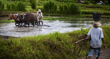  Bali Midlands Tour photo 3