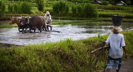  Bali Midlands Tour photo 3
