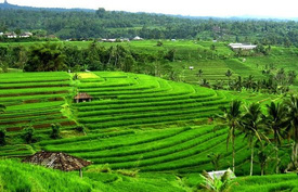 Bali Midlands Tour