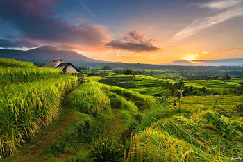  Bali Midlands Tour photo 5