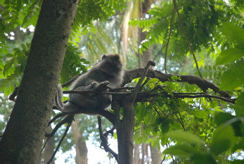 The Sacred Monkey Forest Sanctuary photo 4