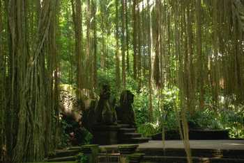 The Sacred Monkey Forest Sanctuary