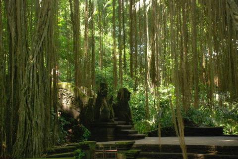 The Sacred Monkey Forest Sanctuary Indonesia