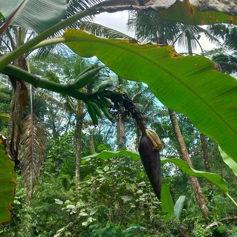 Ubud Nature Walk: Rice Field Trekking Indonesia