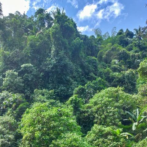 Ubud Nature Walk: Rice Field Trekking