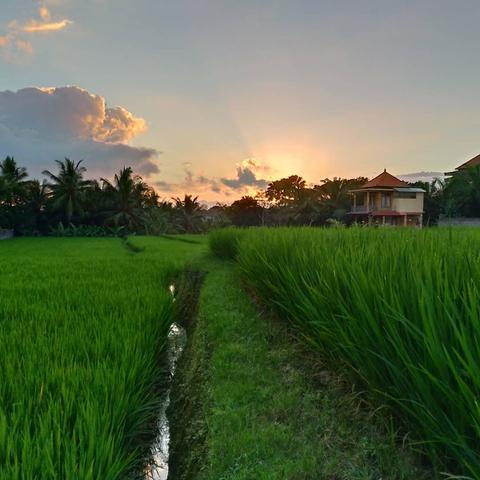 Ubud Nature Walk: Rice Field Trekking Indonesia