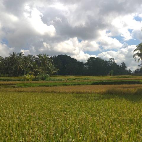 Ubud Nature Walk: Rice Field Trekking Indonesia