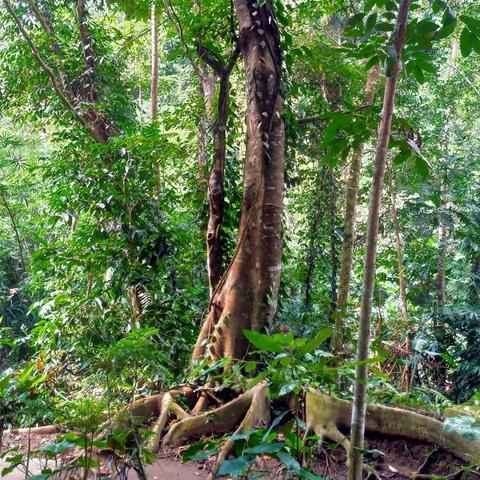 Ubud Nature Walk: Rice Field Trekking Indonesia
