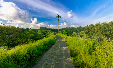 Ubud Nature Walk: Rice Field Trekking