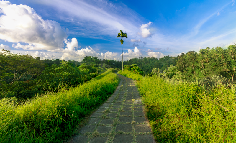 Ubud Nature Walk: Rice Field Trekking photo