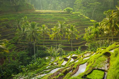 Ubud Nature Walk: Rice Field Trekking Indonesia