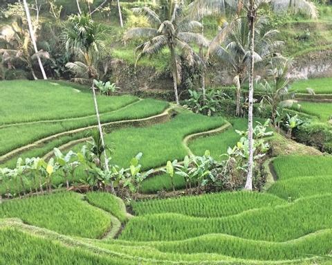 Exclusive Tjampuhan Ridge Walk with Royal Tea Indonesia
