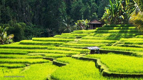 Exclusive Tjampuhan Ridge Walk with Royal Tea Indonesia