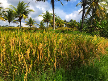 Fascinating Ubud photo 2