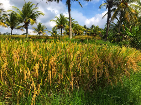 Fascinating Ubud photo 2