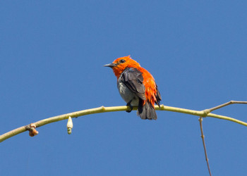 Bird Watching Tour in Ubud  photo 4