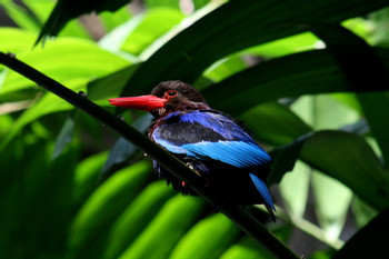 Bird Watching Tour in Ubud  photo 5