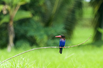 Bird Watching Tour in Ubud  photo 2