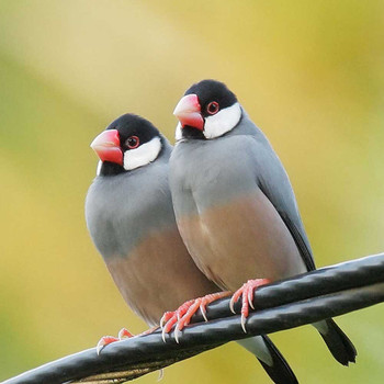Bird Watching Tour in Ubud  photo 3