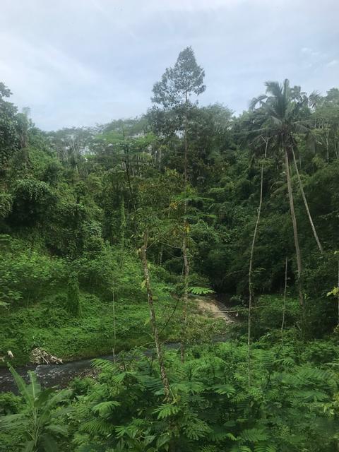 Waterfalls Rice Fields Swing Indonesia