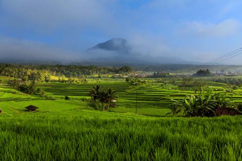 Waterfalls Rice Fields Swing Indonesia
