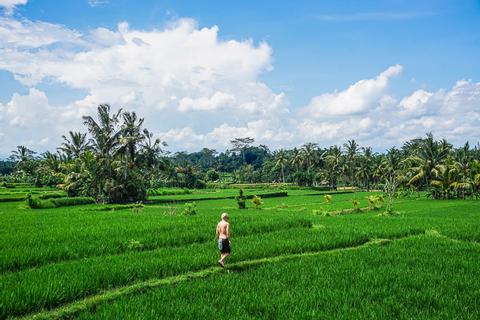 Waterfalls Rice Fields Swing Indonesia