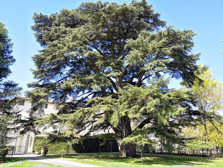 Orto Botanico Comunale di Lucca
