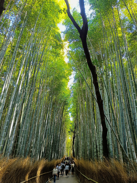 Arashiyama Bamboo Forest