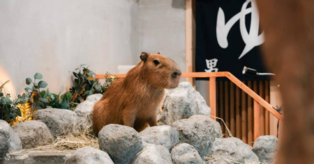 Capybara Cafe Moffu