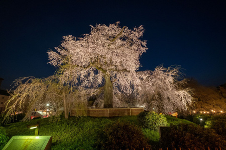 Gion Weeping Cherry Tree